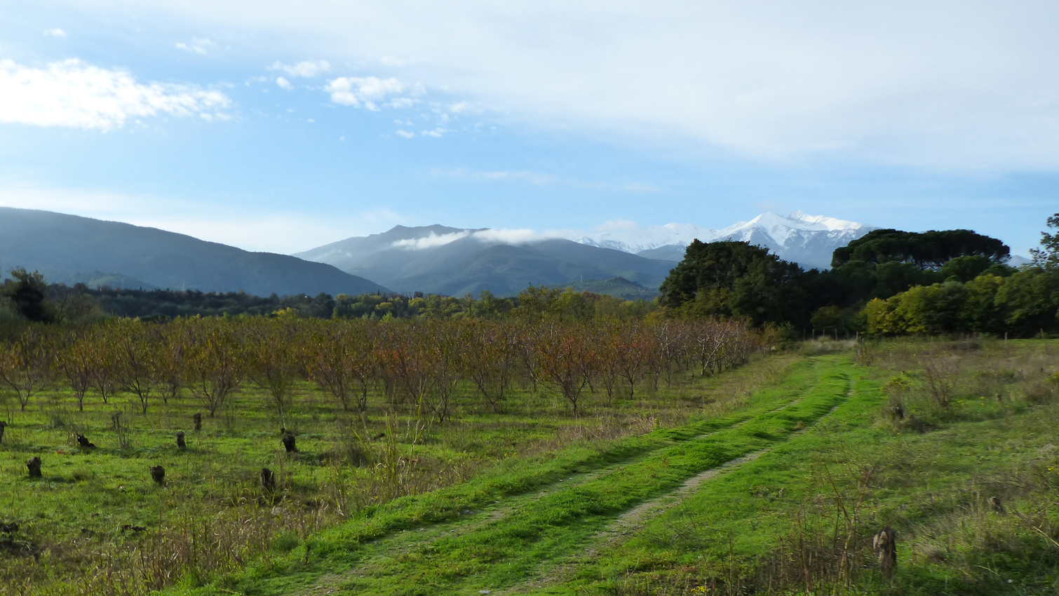 Parcelles fruitiers SICA Nat et Bio dans les PyrÃ©nÃ©es-Orientales- Confiture extra d'abricot